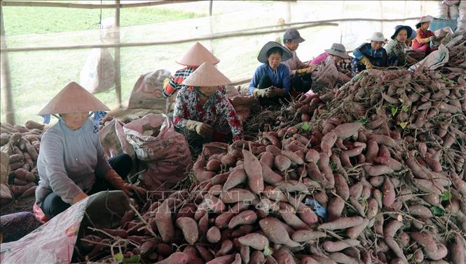 Trong ảnh: Nông dân ấp Hiệp Tân, xã Mỹ Hiệp Sơn, phân loại khoai lang sau khi thu hoạch. Ảnh: Lê Huy Hải - TTXVN