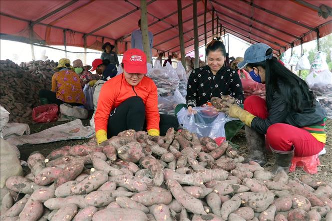 Trong ảnh: Nông dân ấp Hiệp Tân, xã Mỹ Hiệp Sơn, phân loại khoai lang sau khi thu hoạch. Ảnh: Lê Huy Hải - TTXVN