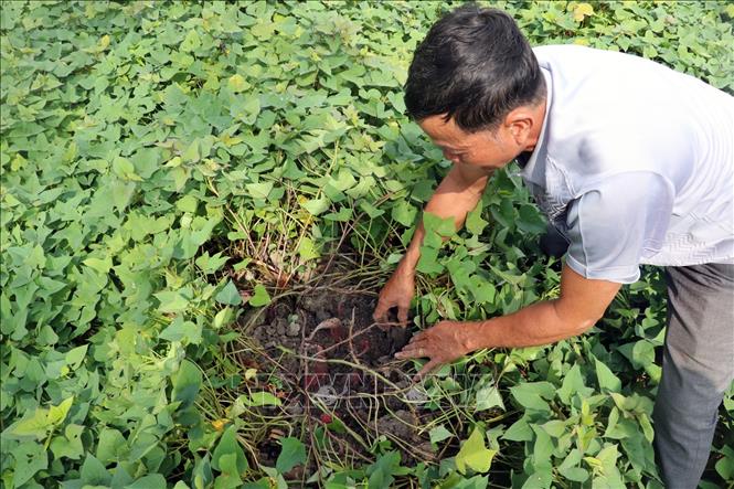 Trong ảnh: Nông dân ấp Hiệp Tân, xã Mỹ Hiệp Sơn, thăm khoai lang xuống củ để chuẩn bị thu hoạch. Ảnh: Lê Huy Hải - TTXVN