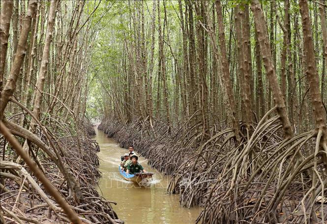 Trong ảnh: Nhân viên Công ty U Minh Hạ phối hợp với lực lượng kiểm lâm tổ chức tuần tra, bảo vệ diện tích rừng trồng tại huyện U Minh, tỉnh Cà Mau. Ảnh: Vũ Sinh – TTXVN