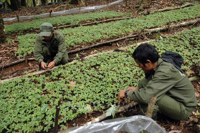 Trong ảnh: Nhiều năm qua, tỉnh Kon Tum phát triển trồng sâm Ngọc Linh dưới tán rừng, phát huy hiệu quả kinh tế cao; góp phần bảo tồn và phát triển nguồn giống Sâm Ngọc Linh quý hiếm và bảo vệ các diện tích rừng hiện có của tỉnh. Ảnh: Quang Thái - TTXVN