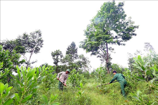 Trong ảnh: Chăm sóc diện tích rừng trồng tại một hộ gia đình ở thôn Khe 5, xã Sơn Kim 1, huyện Hương Sơn, tỉnh Hà Tĩnh. Ảnh: Quang Quyết - TTXVN