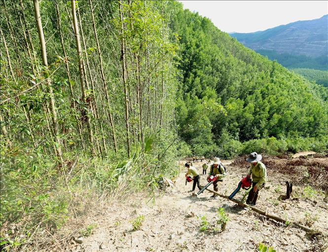 Trong ảnh: Lực lượng Kiểm lâm Bình Định phối hợp với Công ty TNHH Lâm nghiệp Quy Nhơn tổ chức thu dọn, xử lý thực bì tại rừng trồng gỗ lớn thuộc tiểu khu 351, xã Cam Vinh, huyện Vân Canh. Ảnh: Vũ Sinh - TTXVN