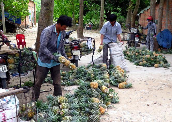 Trong ảnh: Vùng đất Đồng Din, huyện Phú Hòa trước đây là vùng trồng cây lâm nghiệp đã được nông dân chuyển sang trồng dứa và đã hình thành được vùng chuyên canh cây dứa lớn nhất tỉnh Phú Yên với diện tích hơn 200 hecta. Ảnh: Thế Lập – TTXVN