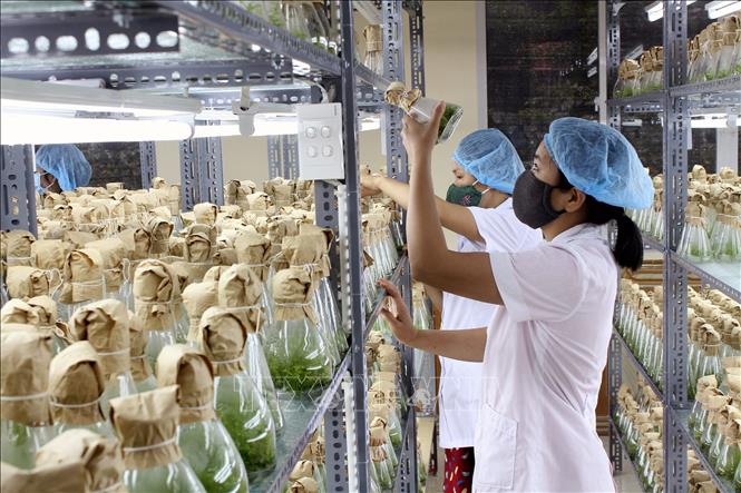 Trong ảnh: Trung tâm Thực nghiệm thực hành và chuyển giao khoa học công nghệ, Trường Đại học Tân Trào thực hiện thành công việc sản xuất cây keo bằng phương pháp nuôi cấy mô, góp phần quan trọng vào việc đa dạng hóa nguồn giống cây lâm nghiệp, đặc biệt là nguồn giống chất lượng cao. Ảnh: Văn Tý - TTXVN