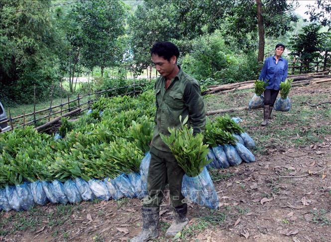 Trong ảnh: Công ty TNHH một thành viên Lâm nghiệp Chiêm Hóa (Tuyên Quang) khai thác, quản lý hiệu quả đất rừng; chú trọng việc trồng rừng tái sinh trên những diện tích đất trống, đưa các loại cây có năng suất cao, chu kỳ kinh doanh ngắn vào vào sản xuất... Ảnh: Thế Duyệt – TTXVN