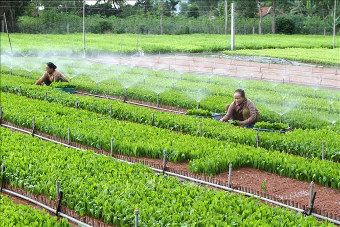 Trong ảnh: Mô hình trồng keo giống ở xã Hành Dũng, huyện Nghĩa Hành, tỉnh Quảng Ngãi. Ảnh: Phương Hoa - TTXVN

