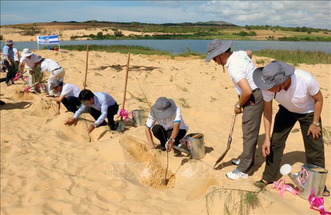 Trong ảnh: Trồng cây xanh chống cát bay tại khu vực đồi cát Bàu Trắng, xã Hòa Thắng, huyện Bắc Bình, tỉnh Bình Thuận. Ảnh: Nguyễn Thanh - TTXVN