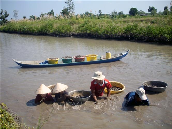 Trong ảnh: Nông dân huyện An Minh, tỉnh Kiên Giang thu hoạch sò huyết trên phần đất ven đê quốc phòng được giao khoán, vừa phát triển kinh tế gia đình, vừa bảo vệ rừng phòng hộ ven biển. Ảnh: Lê Sen - TTXVN

