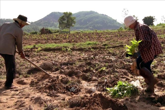 36. Trong ảnh: Nông dân xã Xuân Phước, huyện miền núi Đồng Xuân, tỉnh Phú Yên trồng keo lai trên đất rẫy kém hiệu quả. Ảnh: Thế Lập- TTXVN

