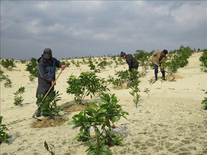 Trong ảnh: Chăm sóc rừng cây chắn cát bay, cát chảy ở vùng cát Nam Quảng Bình. Ảnh: Mạnh Thành - TTXVN