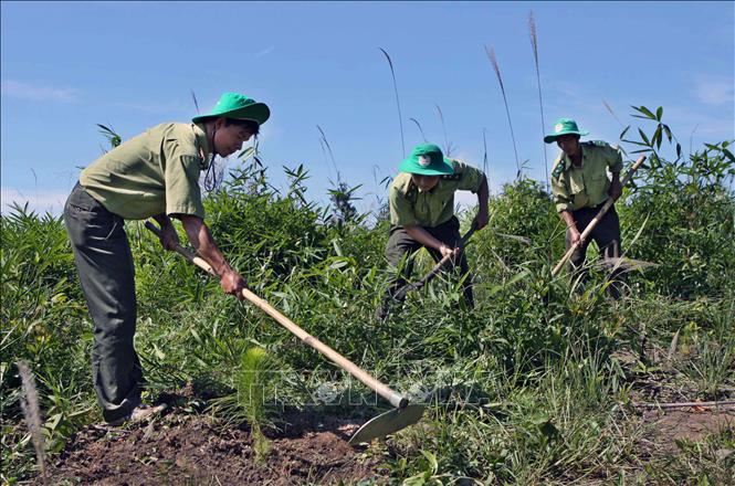 Trong ảnh: Cán bộ, nhân viên khu Bảo tồn Thiên nhiên Tà Đùng, tỉnh Đắk Nông phát cỏ để trồng rừng phủ xanh khu vực lòng hồ thủy điện. Ảnh: Dương Giang  - TTXVN


