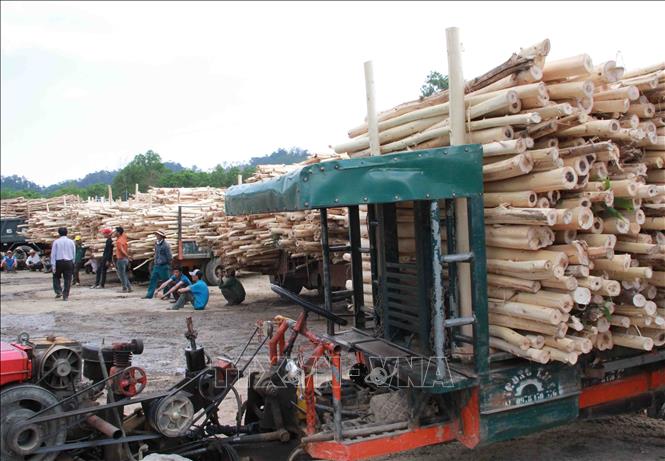 Trong ảnh: Những năm gần đây, xã Ea Trang, huyện M’Đrắk (Đắk Lắk) đang dần “thay da đổi thịt” nhờ thực hiện chuyển đổi các cây trồng kém hiệu quả sang trồng rừng sản xuất. Ảnh: Phạm Cường-TTXVN 