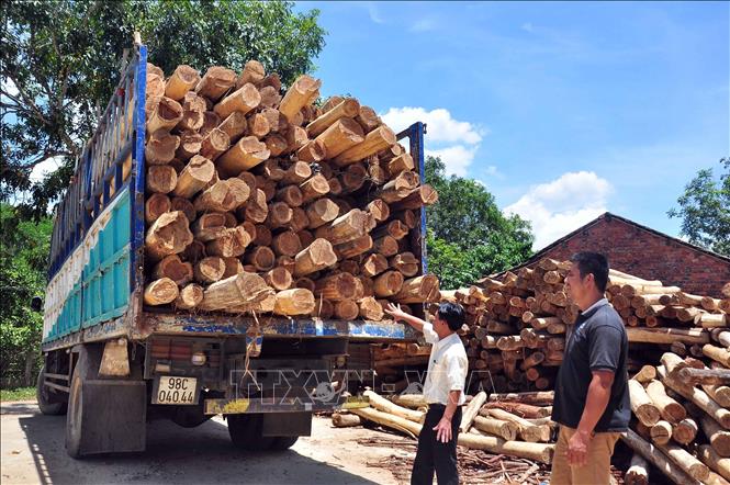 Trong ảnh: Tỉnh Quảng Nam đang phấn đấu mở rộng diện tích trồng rừng gỗ lớn lên 41.694 ha vào năm 2025 gắn với xây dựng các nhà máy chế biến gỗ ghép công nghiệp nhằm nâng cao giá trị kinh tế rừng. Ảnh: Đỗ Trưởng – TTXVN 