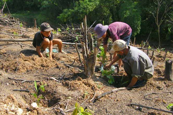 Trong ảnh: Phát huy lợi thế trồng và chăm sóc rừng để xoá đói, giảm nghèo, nông dân huyện miền núi Quỳ Châu (Nghệ An) đầu tư mạnh vào trồng cây lâm nghiệp. Ảnh: TTXVN 