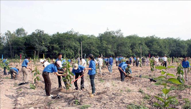 Trong ảnh: Đoàn viên thanh niên tham gia trồng cây lâm nghiệp ở huyện Bến Cát, tỉnh Bình Dương, góp phần tăng tỉ lệ che phủ cây lâm nghiệp và cây lâu năm trên địa bàn. Ảnh: Quách Lắm - TTXVN

