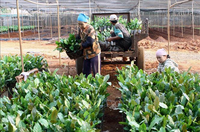 Trong ảnh: Công ty EAKMAT (Viện Khoa học kỹ thuật Nông Lâm nghiệp Tây Nguyên) lai tạo được nhiều giống cà phê chè năng suất và chất lượng cao, kháng được bệnh gỉ sắt, đáp ứng nhu cầu mở rộng diện tích trồng và xuất khẩu cà phê. Ảnh: Trần Tuấn - TTXVN

