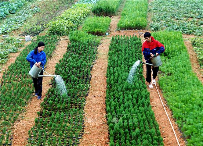 Trong ảnh: Nông dân thành phố Lạng Sơn chăm sóc cây giống. Ảnh: Quang Quyết – TTXVN

