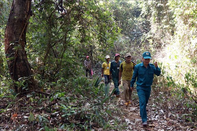 Trong ảnh: Rừng phòng hộ Nam Cát Tiên ở tỉnh Đắk Nông đang được bảo vệ và phát triển rừng bền vững nhờ chính sách giao khoán rừng trực tiếp cho những người dân sống quanh rừng. Ảnh: Ngọc Minh - TTXVN