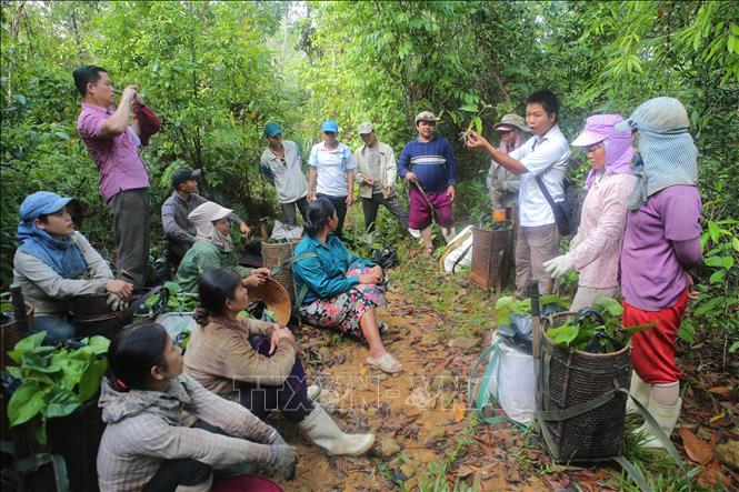 Trong ảnh: Tỉnh Thừa Thiên-Huế phát triển cây dược liệu Thiên niên kiện (một loài cây lâm sản ngoài gỗ) dưới tán rừng tự nhiên, mở ra hướng phát triển cho rừng cộng đồng, góp phần nâng cao hiệu quả bảo vệ và phát triển rừng tự nhiên và tạo thêm thu nhập cho người dân. Ảnh: Hồ Cầu-TTXVN 