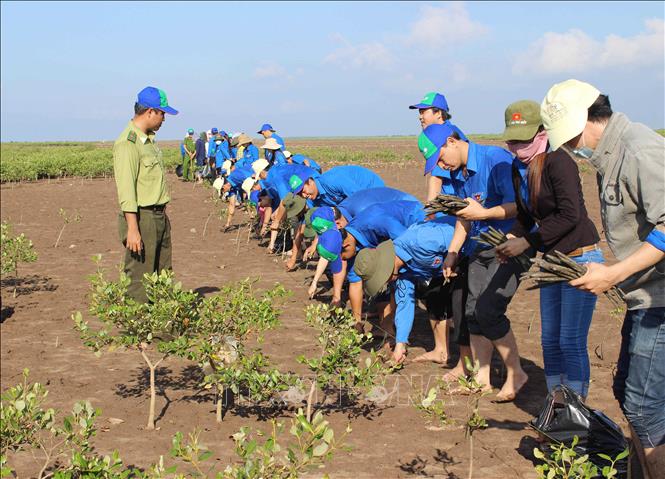 Trong ảnh: Đoàn viên thanh niên trồng cây đước tại khu vực rừng phòng hộ ven biển thị xã Vĩnh Châu, tỉnh Sóc Trăng, nhằm đối phó với biến đổi khí hậu, giảm nhẹ thiên tai vùng ven biển. Ảnh: Trung Hiếu - TTXVN