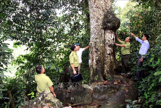 Trong ảnh: Lực lượng kiểm lâm huyện Hàm Yên, tỉnh Tuyên Quang tăng cường kiểm tra các khu rừng trọng điểm trên địa bàn. Ảnh: Quang Cường – TTXVN

