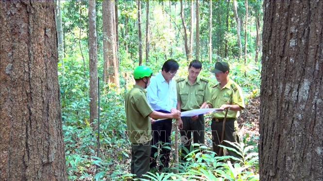 Trong ảnh: Lực lượng kiểm lâm và Ban quản lý rừng đặc dụng Đăk Uy, huyện Đăk Hà, tỉnh Kon Tum thường xuyên tuần tra, kiểm tra diện tích cây gỗ trắcquý hiếm (thuộc nhóm IIA . Ảnh: Quang Thái- TTXVN

