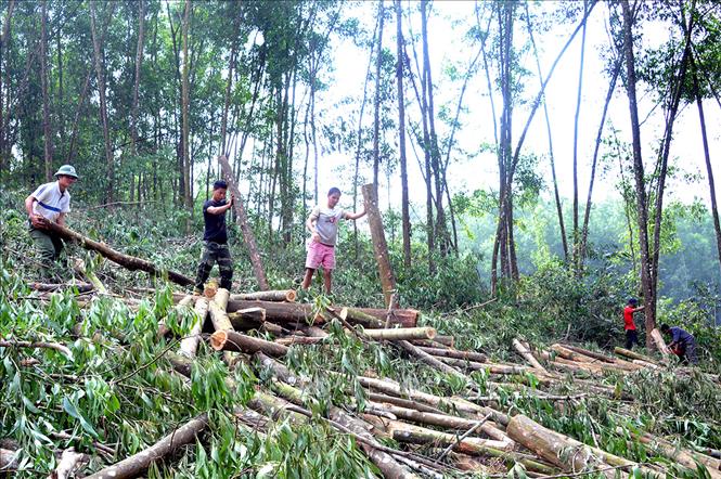 Trong ảnh: Công ty TNHH Một thành viên Lâm nghiệp Yên Thế, huyện Yên Thế, tỉnh Bắc Giang trồng mới hàng trăm ha rừng và tổ chức khai thác rừng phục vụ nhu cầu chế biến của công ty và các đơn vị trong, ngoài tỉnh. Ảnh: Quang Quyết - TTXVN