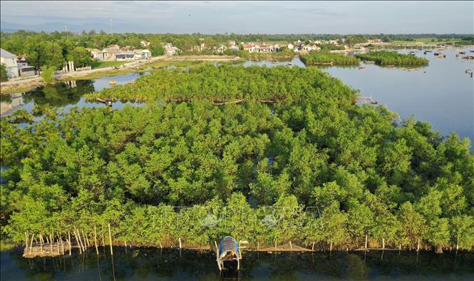Trong ảnh: Dự án đầu tư phát triển rừng vùng đầm phá ven biển tỉnh Thừa Thiên-Huế được triển khai từ năm 2015 với diện tích 300 ha, trong đó rừng ngập mặn khoảng 160 ha. Một vành đai xanh rừng ngập mặn ven đầm phá Tam Giang - Cầu Hai dần hình thành không chỉ góp phần bảo vệ môi trường sinh thái, giúp tích lũy phù sa, tạo điều kiện phát triển sinh kế cho người dân mà còn tạo thành những điểm du lịch hấp dẫn, thu hút du khách tham quan. Ảnh: Hồ Cầu-TTXVN