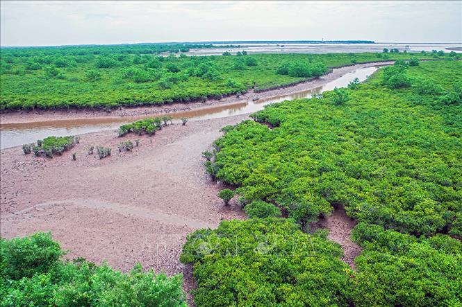 Trong ảnh: Vẻ đẹp hoang sơ và thanh bình của rừng ngập mặn Quốc gia Xuân Thủy, tỉnh Nam Định. Ảnh: Trọng Đạt – TTXVN