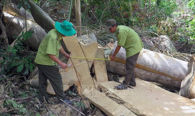 Trong ảnh: Lực lượng Kiểm lâm tỉnh Phú Yên và các cơ quan chức năng của huyện Sơn Hòa kiểm tra thực tế tại hiện trường vụ phá rừng ở tiểu khu 192 thuộc xã Sơn Nguyên, huyện Sơn Hòa (hay còn gọi là rừng Hòn Đác). Ảnh: Xuân Triệu – TTXVN