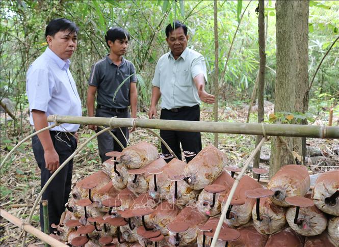Trong ảnh: Nhằm bảo tồn nguồn gen nấm Linh chi, Vườn quốc gia Phước Bình (Ninh Thuận) triển khai dự án “Bảo tồn nguồn gen Nấm Linh chi có nguồn gốc từ Vườn quốc gia Phước Bình” từ tháng 10/2016 đến tháng 9/2019 với tổng kinh phí gần 2 tỷ đồng, đem lại nguồn thu nhập ổn định cho người dân, giảm áp lực khai thác tài nguyên rừng. Ảnh: Nguyễn Thành – TTXVN