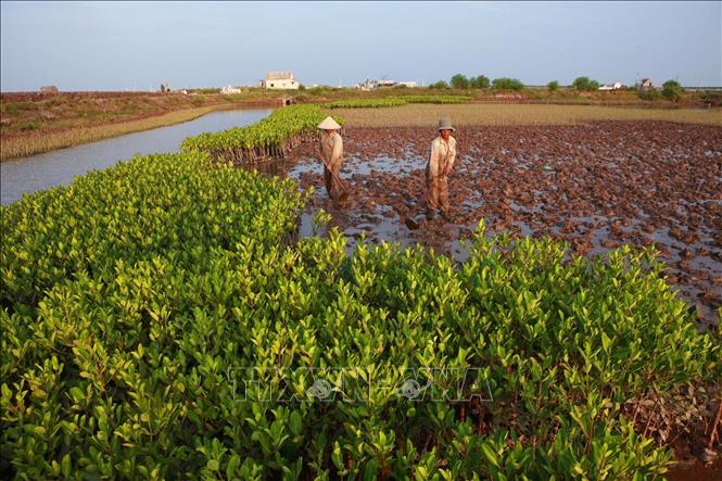 Trong ảnh: Nông dân huyện Giao Thuỷ, tỉnh Nam Định chuẩn bị cây giống, phát triển diện tích rừng ngập mặn ven biển. Ảnh: Lâm Khánh - TTXVN