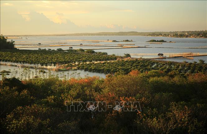 Trong ảnh: Rừng trồng trên phá Tam Giang thuộc thị xã Hương Trà, tỉnh Thừa Thiên Huế. Ảnh: Hồ Cầu-TTXVN