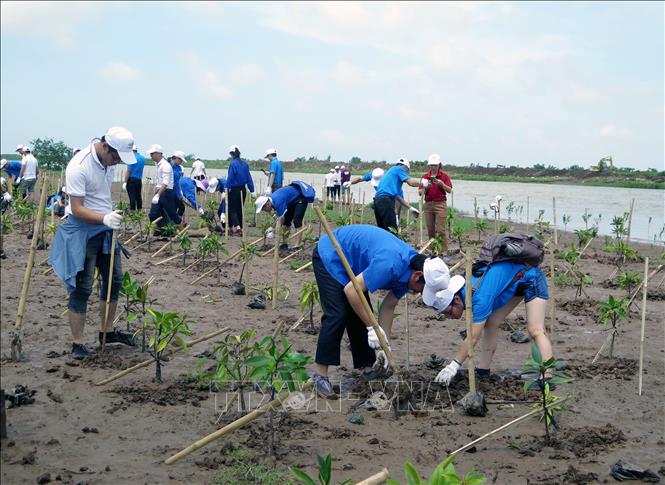 Trong ảnh: Đoàn viên thanh niên và nhân dân địa phương trồng rừng ngập mặn tại Vườn quốc gia Xuân Thủy, tỉnh Nam Định. Ảnh: Văn Đạt – TTXVN

