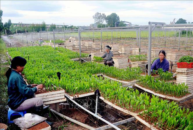 Trong ảnh: Doanh nghiệp tư nhân Dịch vụ cây trồng Nguyên Hạnh (tỉnh Bình Định) chuyên sản xuất các loại cây phục vụ nhu cầu trồng rừng của thị trường trong và ngoài tỉnh. Ảnh: Quang Quyết-TTXVN
