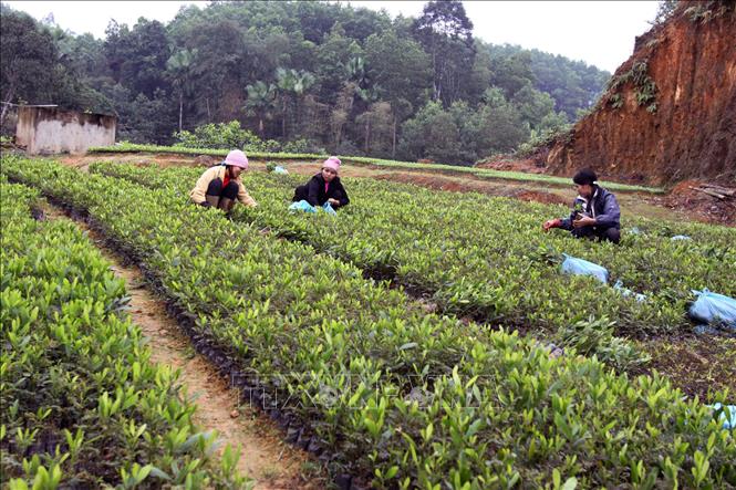 Trong ảnh: Chuẩn bị cây giống trong vườn ươm để cung cấp cho các địa phương trồng rừng ở tỉnh Phú Thọ. Những năm gần đây, mỗi năm, các địa phương trên địa bàn tỉnh huy động trồng mới 6-7 ngàn ha rừng và hàng triệu cây phân tán, trong đó 70% là rừng sản xuất, còn lại là rừng phòng hộ, rừng đặc dụng. Ảnh: An Đăng – TTXVN