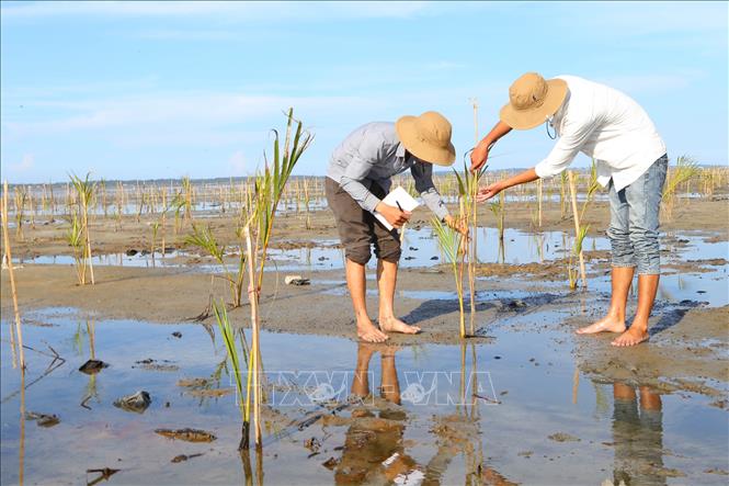 Trong ảnh: Người dân chăm sóc rừng ngập mặn trồng mới ở khu vực Rú Chá, xã Hương Phong, thị xã Hương Trà, tỉnh Thừa Thiên-Huế. Ảnh: Hồ Cầu-TTXVN