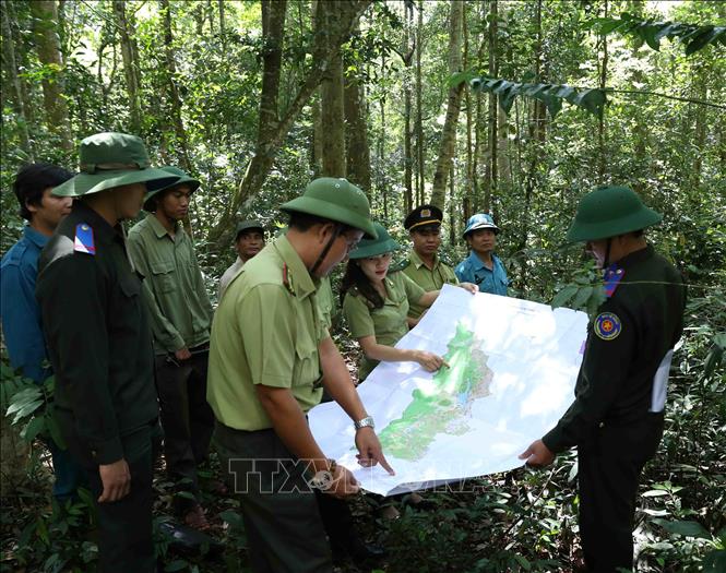Trong ảnh: Lực lượng kiểm lâm phối hợp với Ban Quản lý rừng và Công ty Lâm nghiệp trên địa bàn huyện Vĩnh Thạnh, tỉnh Bình Định triển khai công tác tuần tra, bảo vệ rừng nguyên sinh trên địa bàn huyện quản lý. Ảnh: Vũ Sinh - TTXVN
