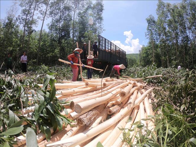Trong ảnh: Khoảng 10 năm qua, từ nguồn vốn vay của Ngân hàng chính sách xã hội, hàng trăm hộ nông dân đồng bào dân tộc thiểu số tại huyện nghèo Vân Canh, tỉnh Bình Định đã thoát nghèo, vươn lên ấm no, ổn định cuộc sống từ nghề trồng rừng sản xuất, trong đó hầu hết là trồng keo lai. Ảnh: Phạm Kha – TTXVN 