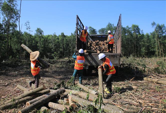 Trong ảnh: Trồng rừng gỗ lớn theo chứng chỉ FSC mang lại hiệu quả kinh tế cao cho người dân tỉnh Thừa Thiên-Huế. Thu nhập bình quân từ mỗi ha rừng trồng trong thời gian 7 – 8 năm lên đến trên 300 triệu đồng, tăng gấp 4 lần so với trồng rừng gỗ nhỏ. Ảnh: Hồ Cầu - TTXVN