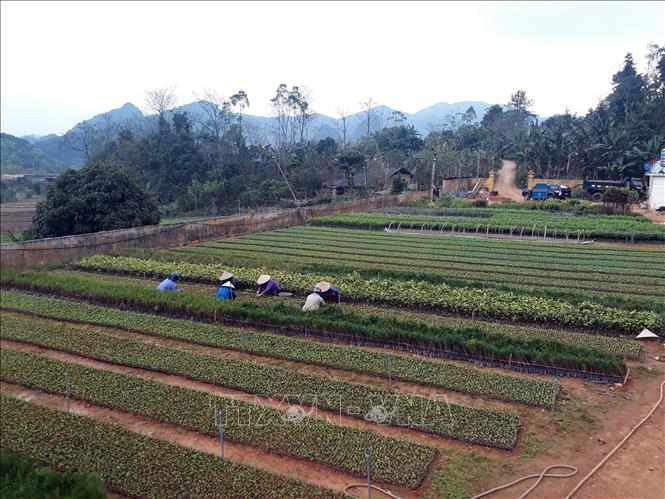 Trong ảnh: Vườn ươm tại huyện Ngân Sơn (Bắc cạn) chuẩn bị cây giống trồng rừng. Ảnh: Bùi Đức Hiếu-TTXVN

