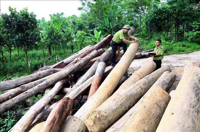 Trong ảnh: Lực lượng Kiểm lâm huyện Hương Sơn kiểm kê số gỗ lậu bị thu giữ tại Trạm Kiểm lâm xã Sơn Tây. Ảnh: Quang Quyết-TTXVN

