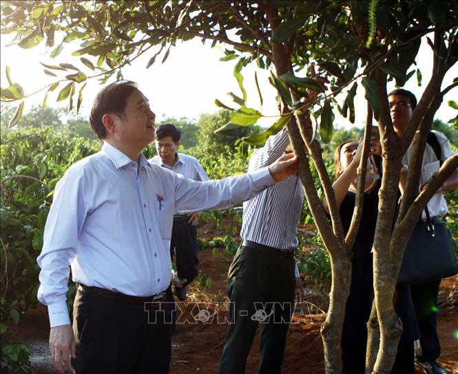 Trong ảnh: Đoàn Uỷ ban Khoa học, Công nghệ và Môi trường của Quốc hội khảo sát giống cây Maca ở vườn trồng thử nghiệm của Viện KHKT Nông - Lâm nghiệp Tây Nguyên tại TP Buôn Ma Thuột, ngày 23/3/2015, trong kế hoạch đưa giống cây này vào trồng diện rộng ở địa bàn Tây Nguyên. Ảnh: Dương Giang - TTXVN