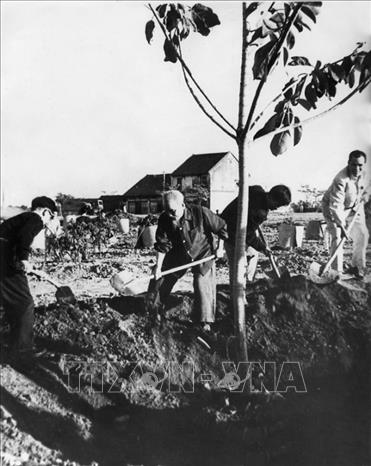 Trong ảnh: Chủ tịch Hồ Chí Minh tự tay cầm xẻng, xúc đất trồng một cây đa nhỏ tại Công viên hồ Bảy Mẫu (nay là Công viên Thống Nhất), sáng 11/1/1960 (13 tháng Chạp năm Kỷ Hợi), mở đầu phong trào Tết trồng cây đầu tiên kéo dài 1 tháng do Người phát động. Trồng cây xong, Bác nói chuyện thân mật với mọi người về lợi ích của việc trồng cây. Bác kêu gọi mọi người mỗi năm đến trồng thêm một cây xanh, nhiều cây xanh cho đất nước. Ảnh: Tư liệu TTXVN   