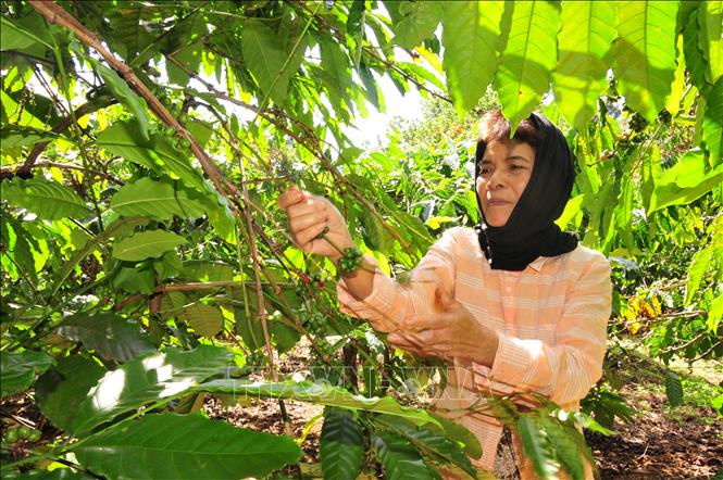 Trong ảnh: Người dân ở huyện Bù Đăng thu hoạch cà phê. Ảnh: K GỬIH-TTXVN 