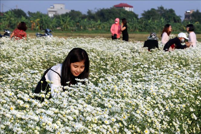 Trong ảnh: Du khách tạo dáng chụp ảnh với hoa cúc họa mi. Ảnh: Nguyễn Lành - TTXVN