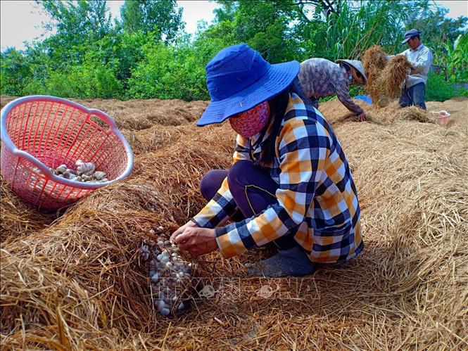 Trong ảnh : Nông dân xã Nam Thái, huyện An Biên thu hoạch nấm rơm. Ảnh: Lê Sen - TTXVN