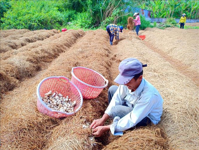 Trong ảnh : Nông dân xã Nam Thái, huyện An Biên thu hoạch nấm rơm. Ảnh: Lê Sen - TTXVN