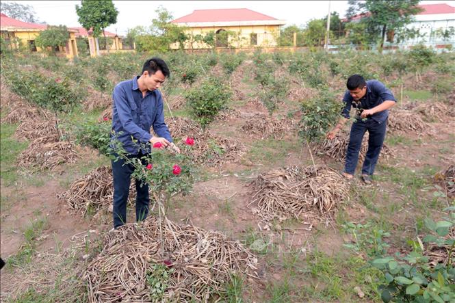 Trong ảnh: Chăm sóc rau, hoa cây cảnh – một hoạt động lao động trị liệu cho các học viên tại Cơ sở điều trị nghiện ma túy tỉnh Hưng Yên. Ảnh: Anh Tuấn – TTXVN